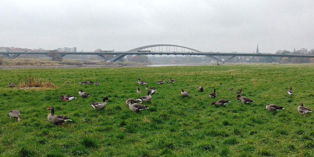 Graugänse an der Elbe vor der Waldschlösschenbrücke